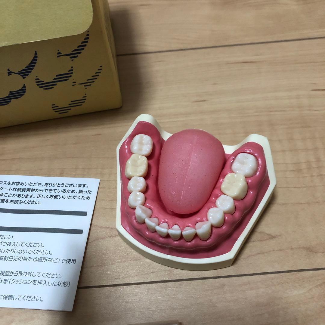 NISSIN ニッシン　顎模型　デンタルモデル　舌模型　粘膜