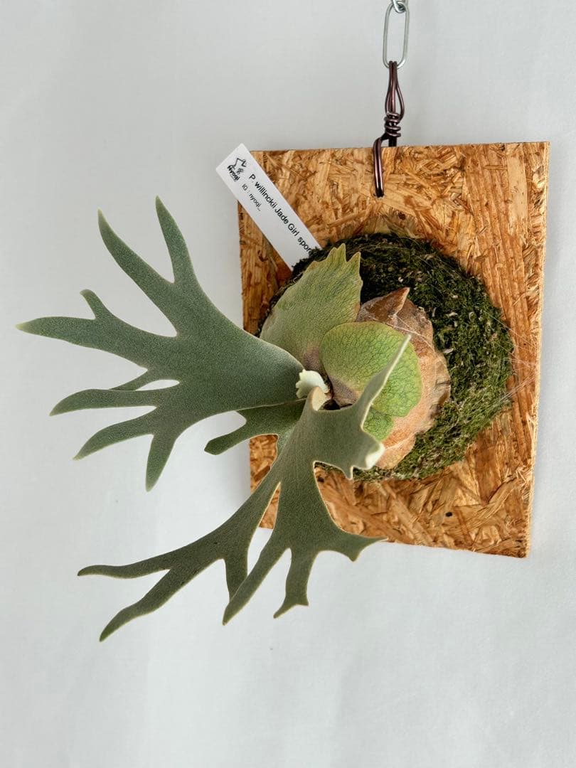 ビカクシダ P. Willinckii Jade Girl sporeling