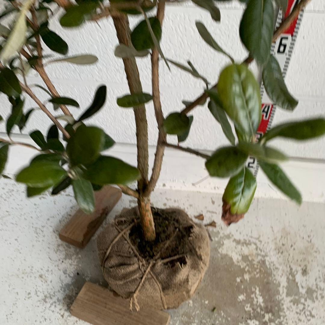 フェイジョア　約:170cm 大株　品種不明　常緑樹　果樹苗　苗木　48