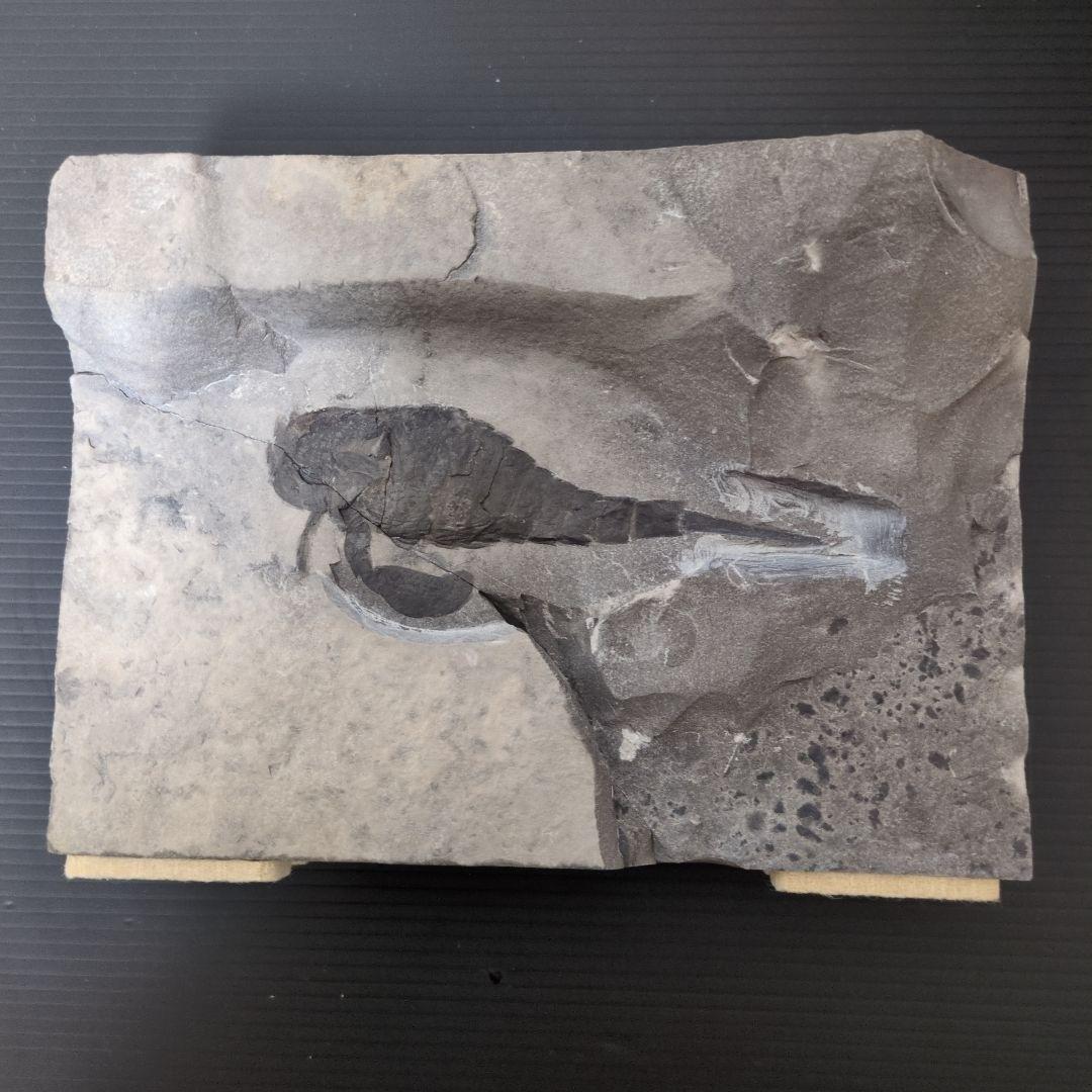 （希少）ウミサソリの化石 【2800ｇ】アメリカ・ニューヨーク州産