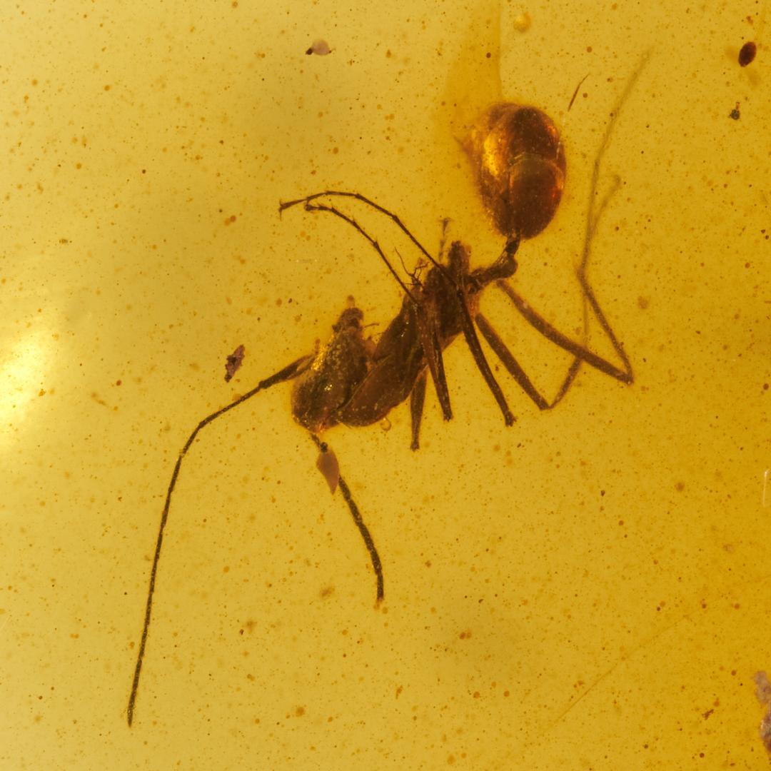 レア極上品 PA113虫入り琥珀化石　ミャンマーカムティかタナイ9900万年前