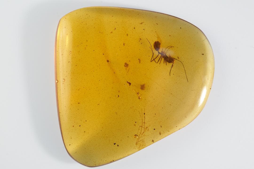 レア極上品 PA113虫入り琥珀化石　ミャンマーカムティかタナイ9900万年前