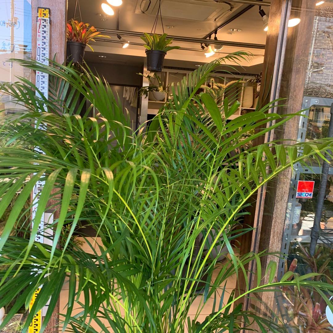 特大 アレカヤシ 10号　ファイバー鉢　お皿付き