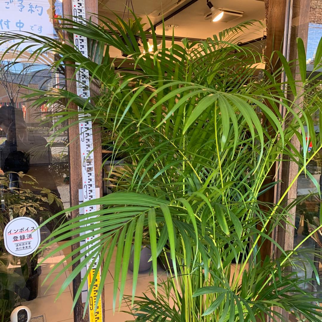 特大 アレカヤシ 10号　ファイバー鉢　お皿付き