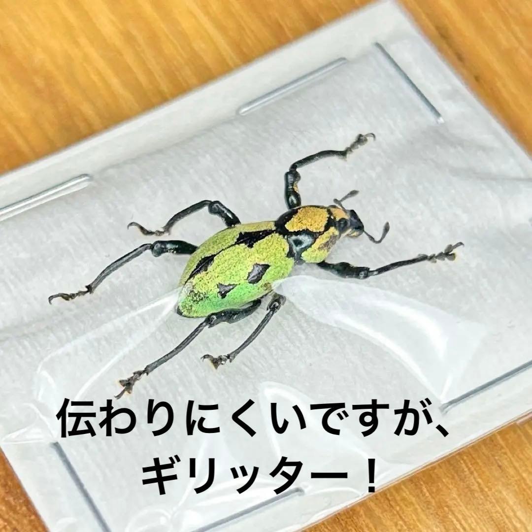 01112 カタゾウムシ　10種セットＢ