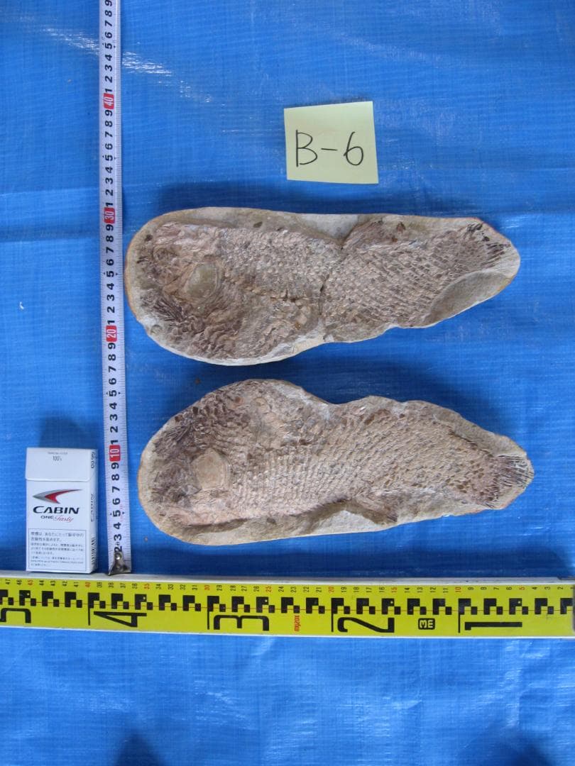 古代魚の化石4点セット　F-1 B-6 B-22 B-23