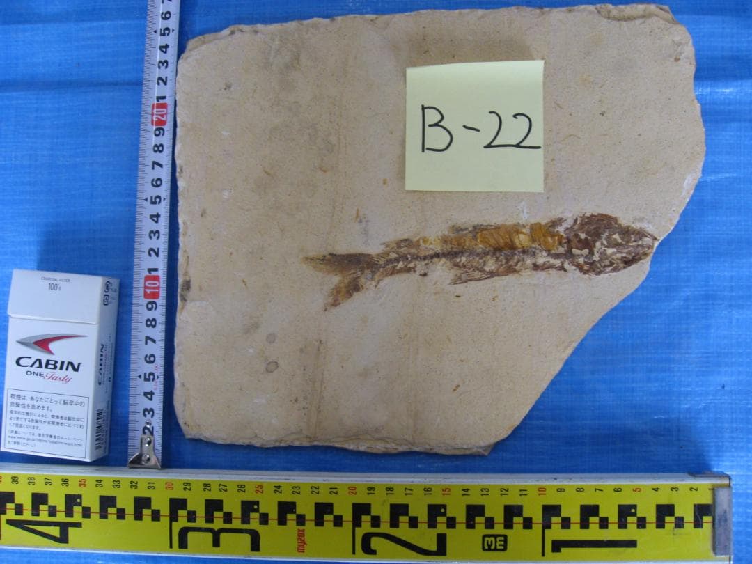 古代魚の化石4点セット　F-1 B-6 B-22 B-23