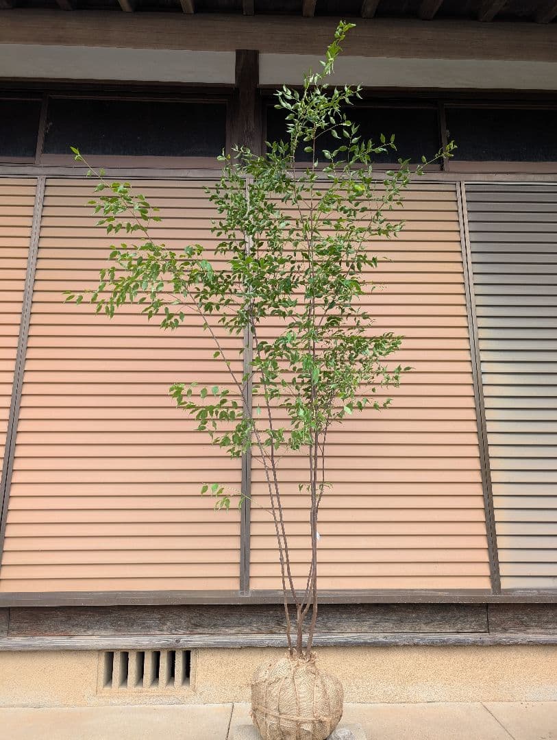 ハイノキ　株立　約1.8m　①