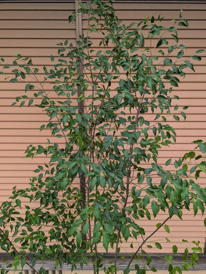 ハイノキ　株立　約1.8m　①