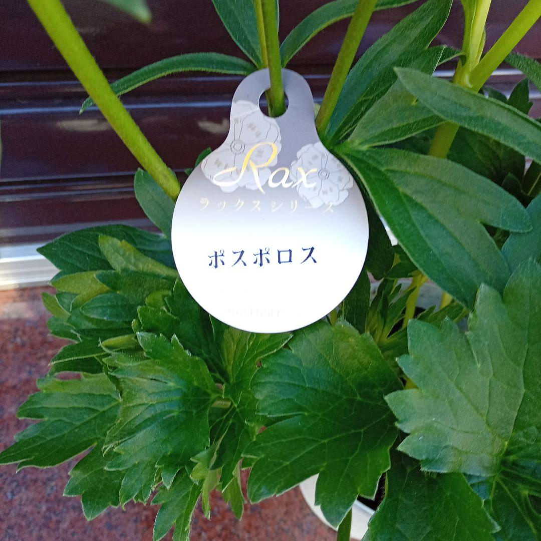 希少品種ラナンキュラスラックス ポスポロス 鉢花5号　60ｃｍ　現物発送