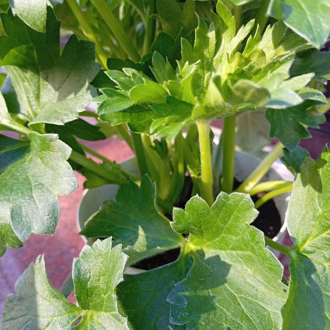 希少品種ラナンキュラスラックス ポスポロス 鉢花5号　60ｃｍ　現物発送