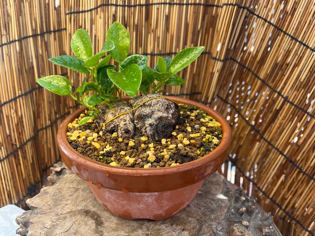 ✨✨✨superガジュマル【ジブリの世界】検/ガジュマル♪良品セール♪