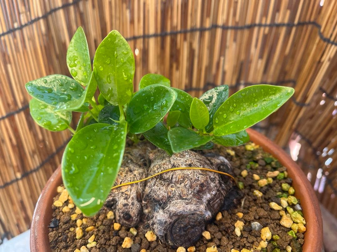 ✨✨✨superガジュマル【ジブリの世界】検/ガジュマル♪良品セール♪