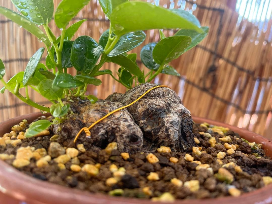 ✨✨✨superガジュマル【ジブリの世界】検/ガジュマル♪良品セール♪