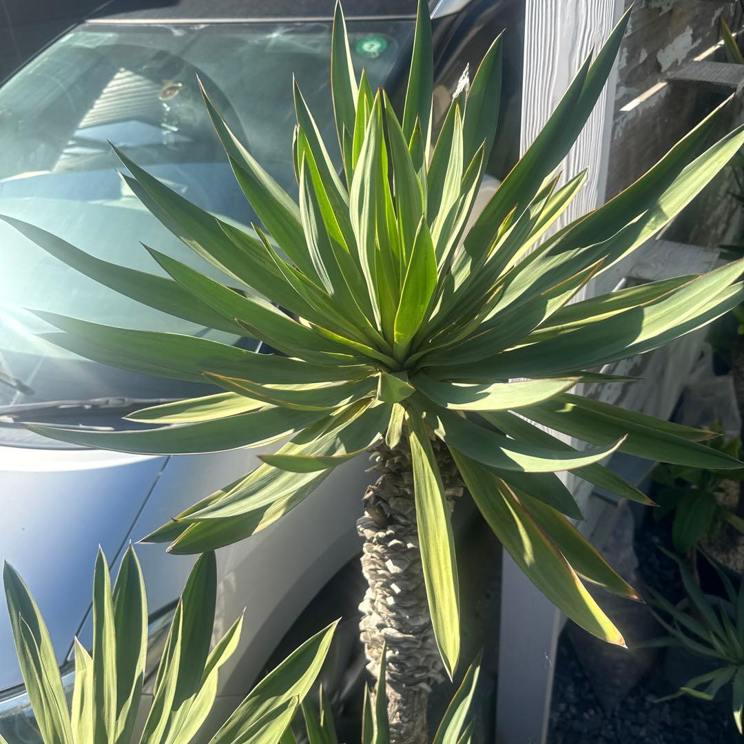 Tak ユッカグロリオサ　分頭！　子株も有り　芋付き　直接取り引きのみ