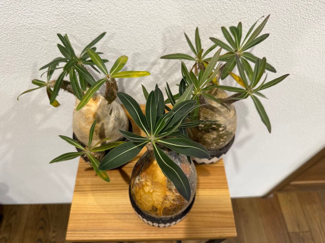 塊根植物 パキポディウム・グラキリス　VALIEM 鉢セット　バリエム