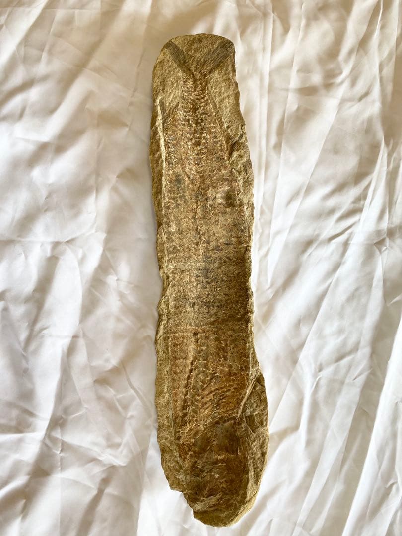 ブラジル産　魚の化石　4.7kg 62cm×14cm ①