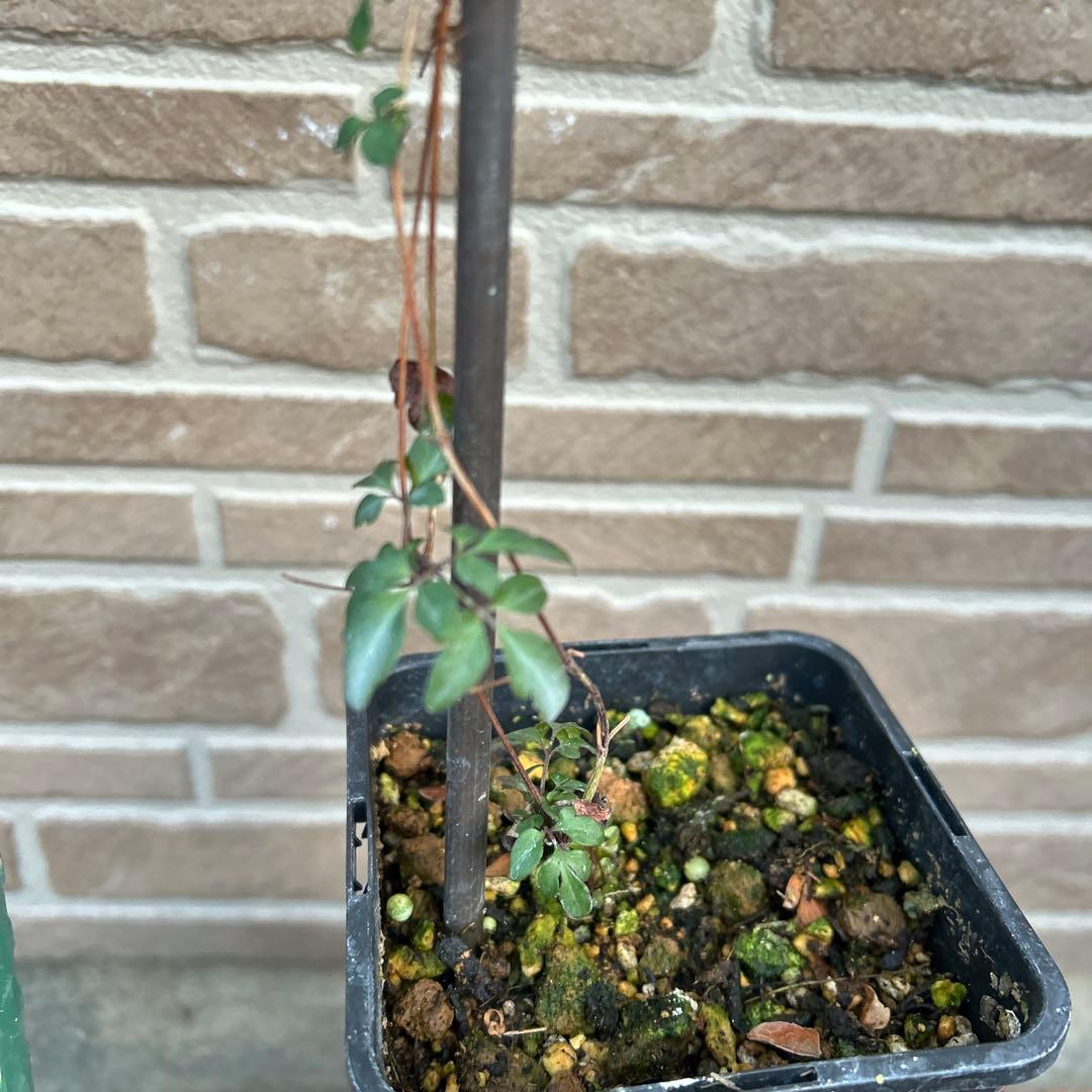 希少 クレマチス 風の方位 2023年新品種 バイカラー