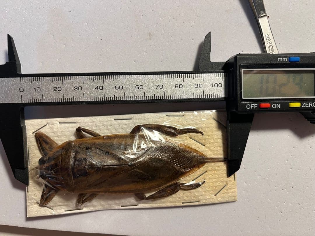 【田亀最大級】ナンベイオオタガメの昆虫標本 タランチュラムカデセンチピードサソリ