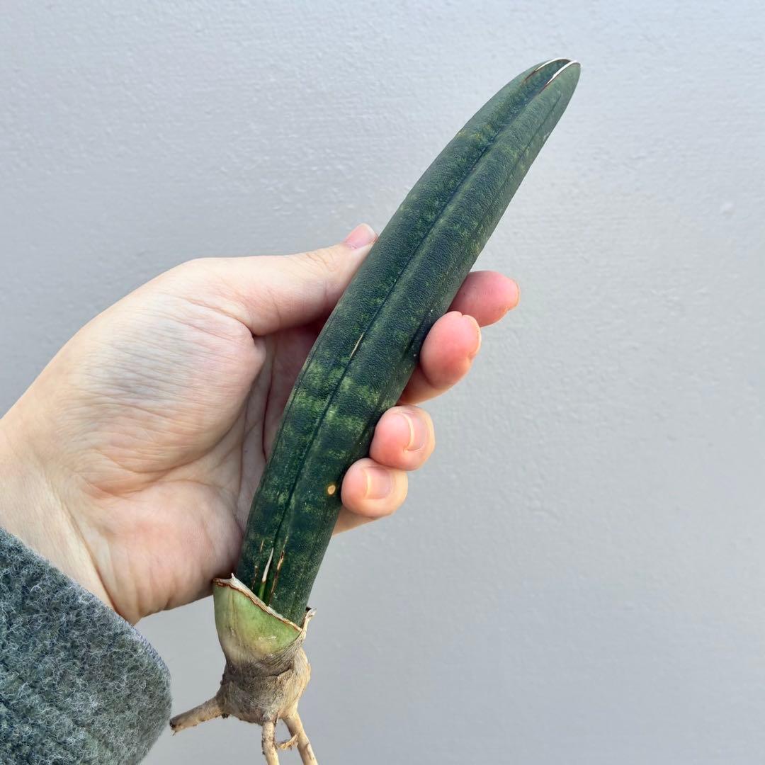 【超希少】サンセベリア タンザニア アルシャ