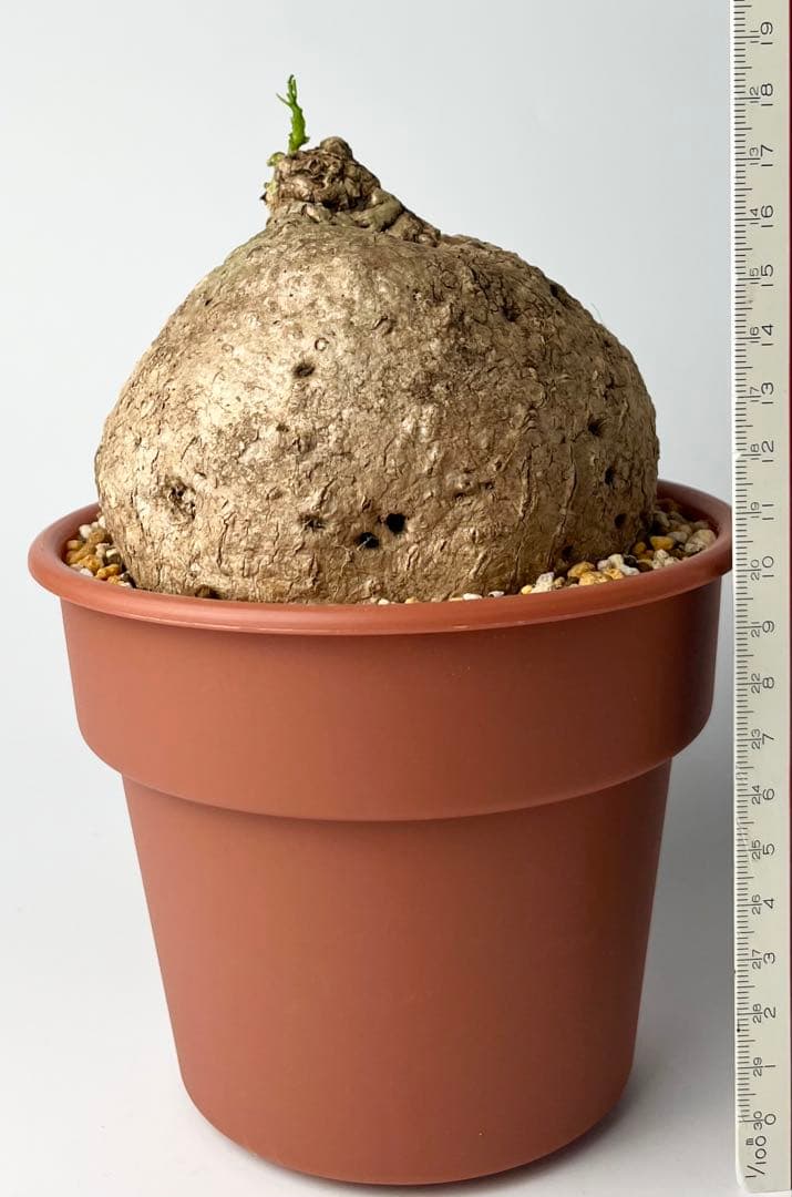 【激レア/極美/大株/塊根植物】アデニア ペナンギアナ 鉢植え