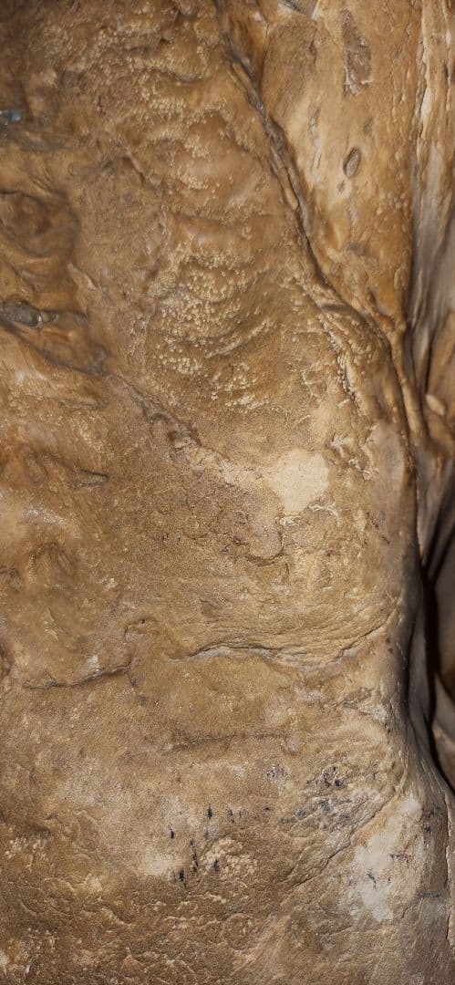 珪化木 木化石 パワーストーン オブジェ 置物 化石 大型 希少