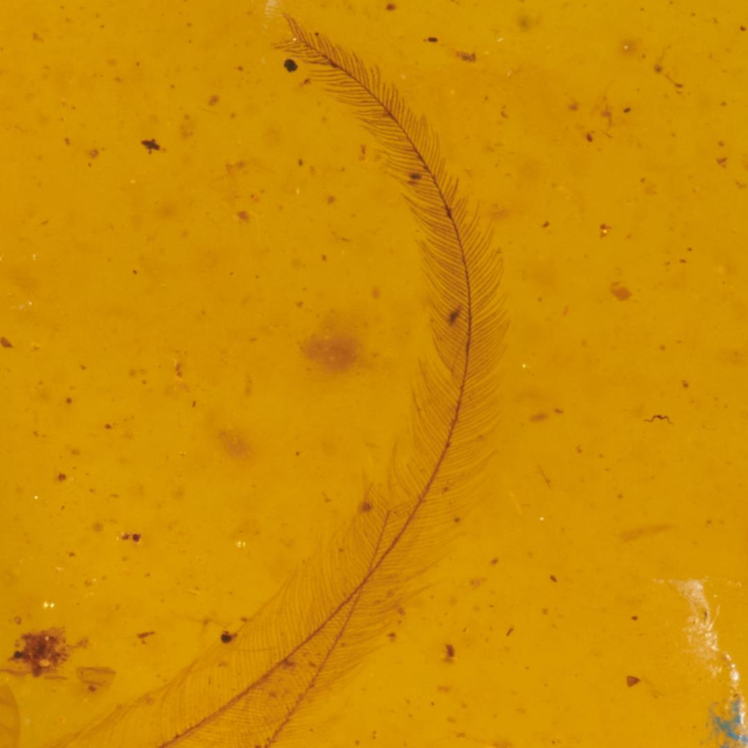 レア極上品 PA0093虫入り琥珀化石　ミャンマーカムティかタナイ9900万年前