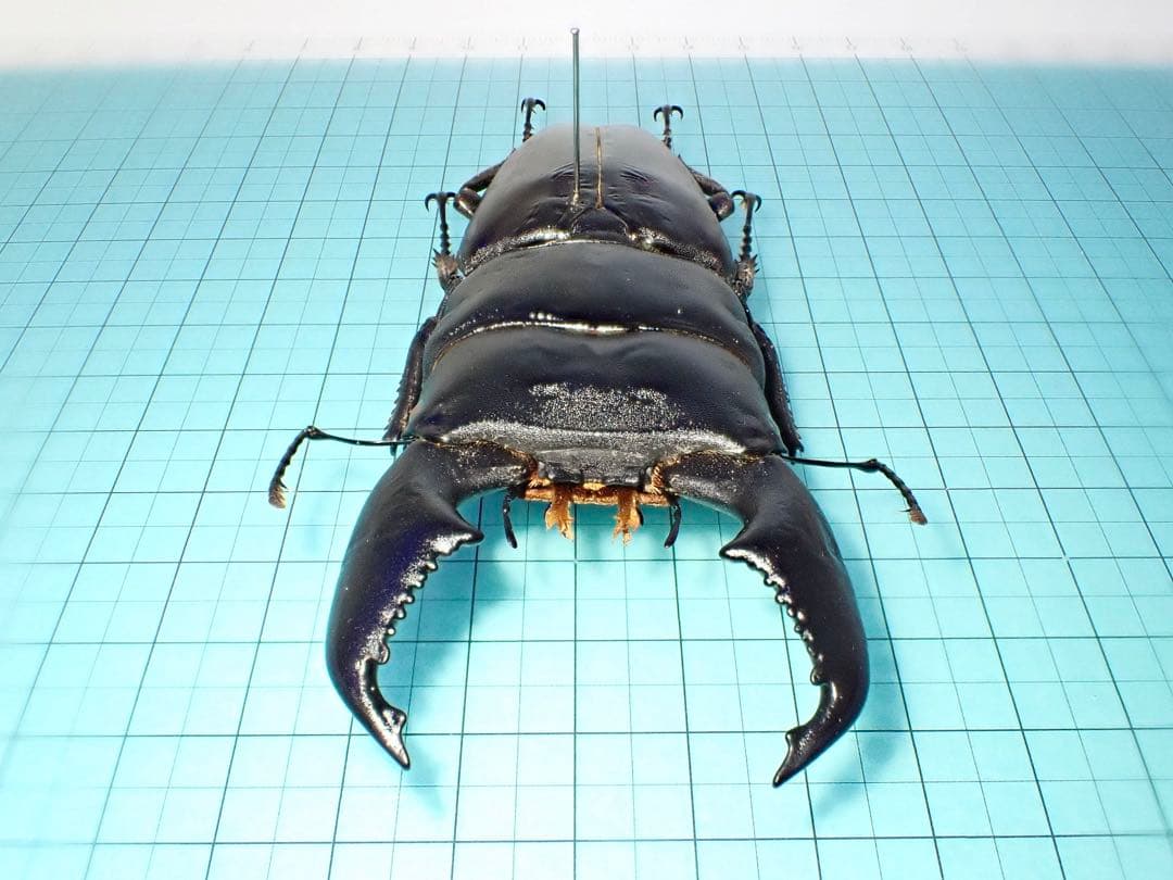 【標本】スマトラヒラタクワガタ　アチェ産　101.1ミリ　飼育品
