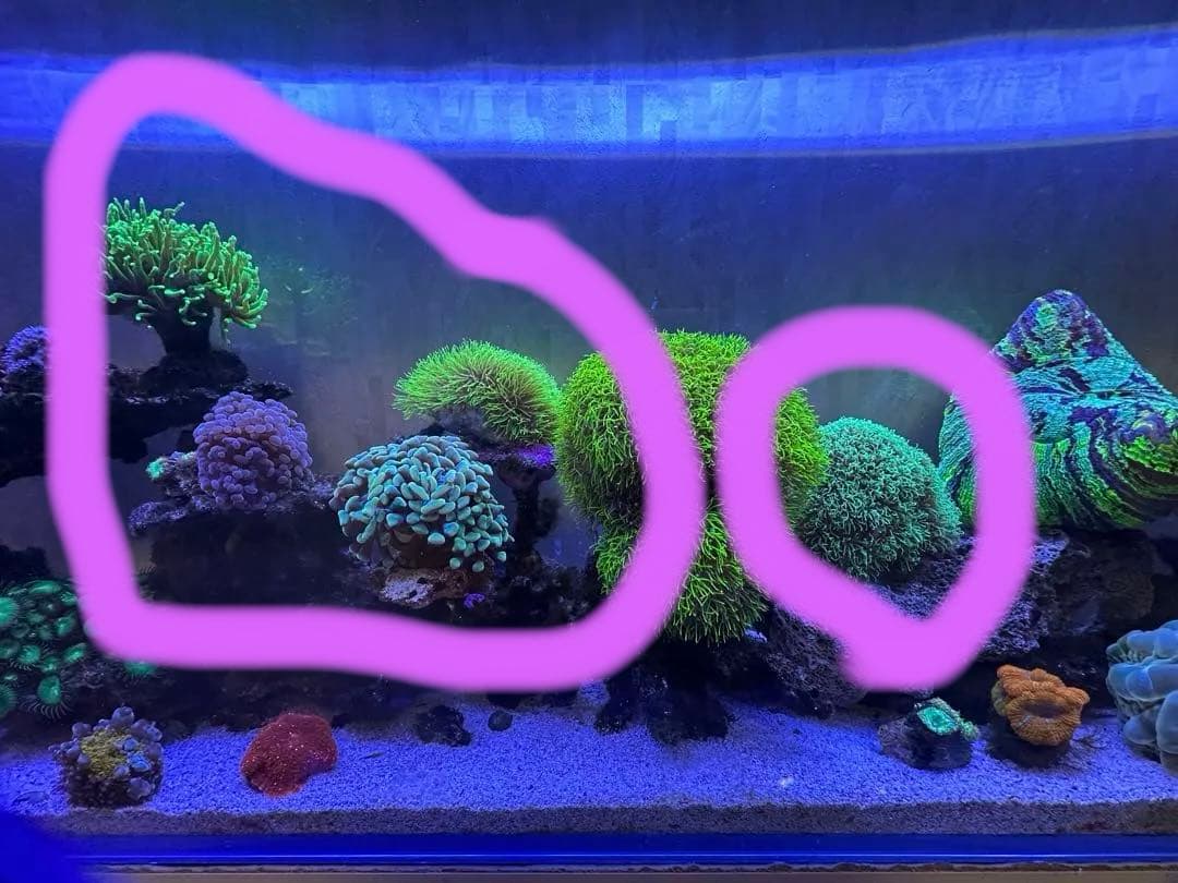 リポビタンD様　7種