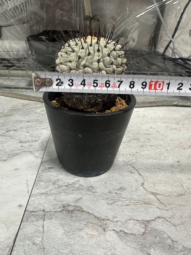 コピアポア　弧竜丸　コルムナアルバ　現地球