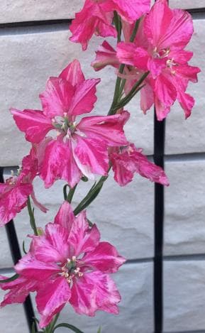 【RYU】宿根デルフィニウム さくらひめの種と千鳥草の種ミックス