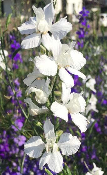 【RYU】宿根デルフィニウム さくらひめの種と千鳥草の種ミックス