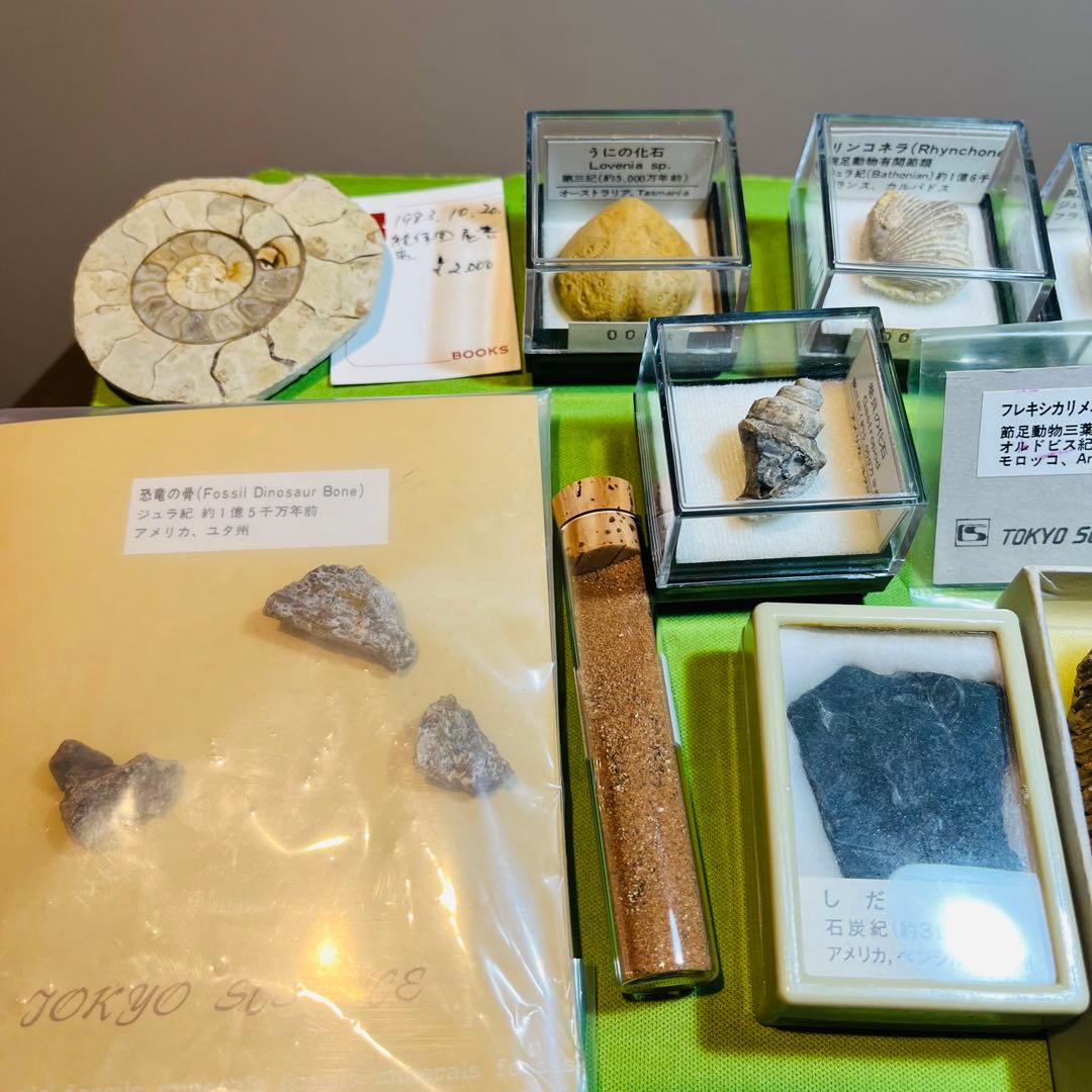 化石 まとめ売り　三葉虫　貝　シダ　ウニ　アンモナイト