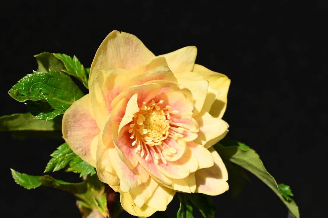 クリスマスローズ　認定プリマヴェーラゴールド上品タイプ　加藤農園