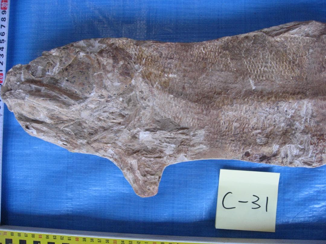 化石　C-31