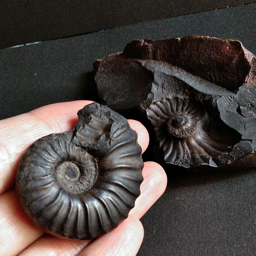 化石　骨格　標本　アンモナイト　南米　コロンビア