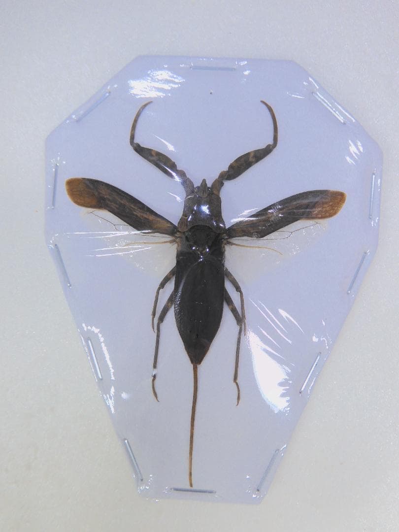 そばぼうろ様 リクエスト 9点 まとめ商品