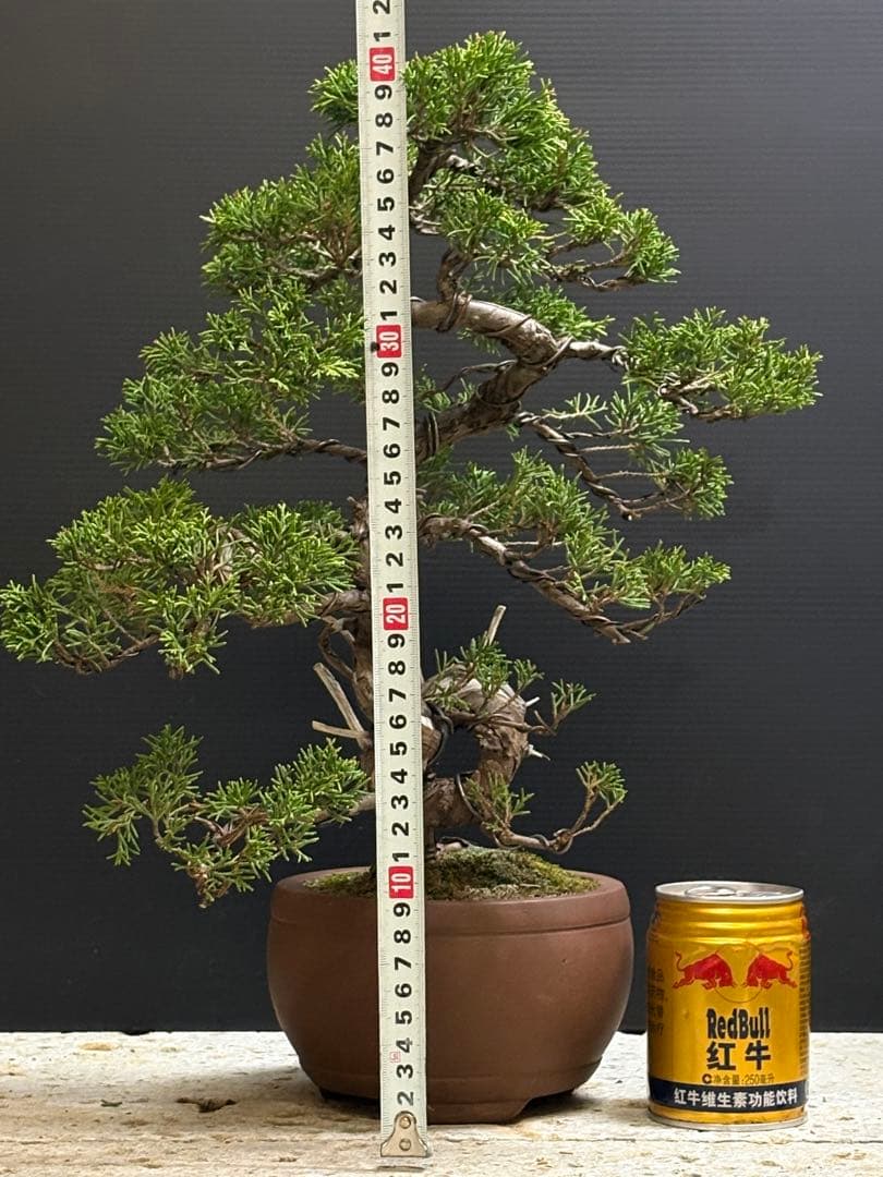 ハ*ウ様 [サービスオークション盆栽]真柏