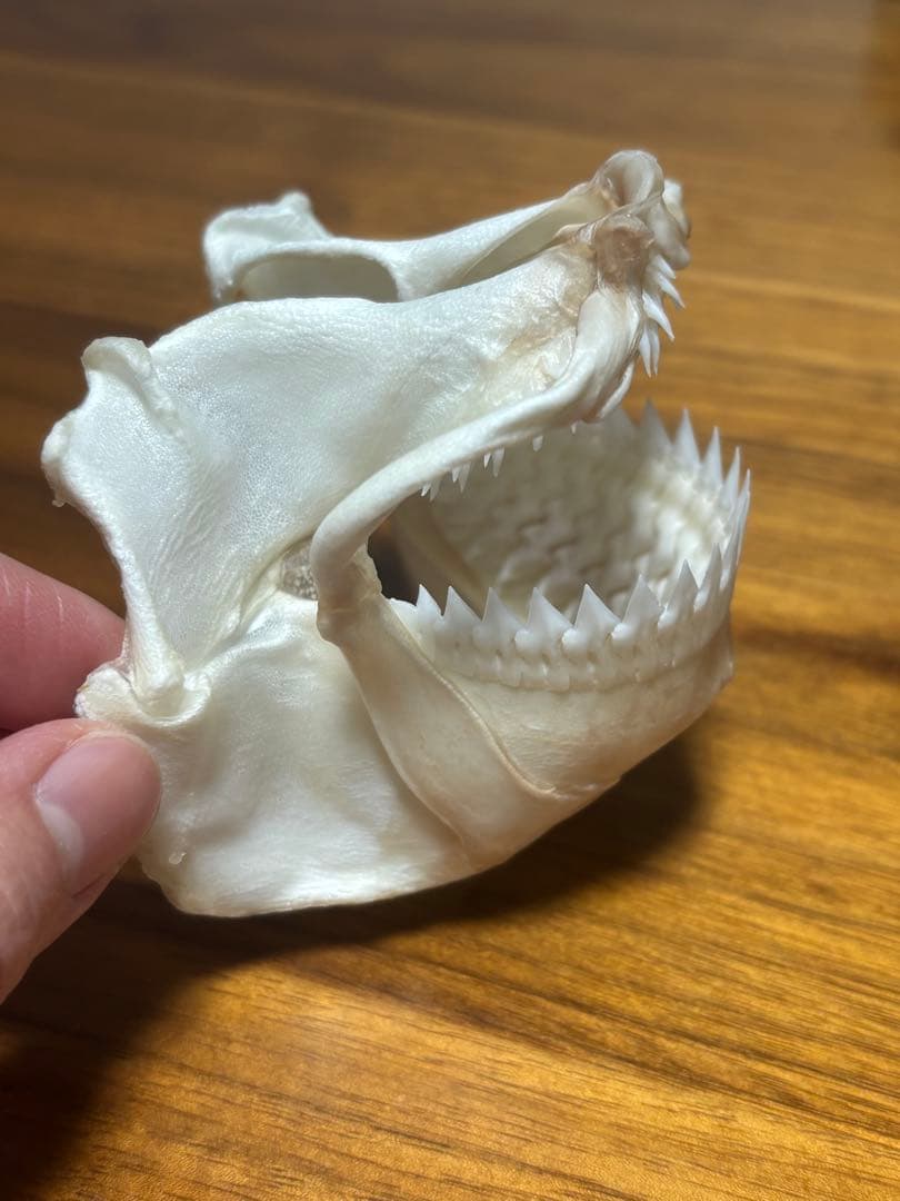 ヨロイザメ顎標本