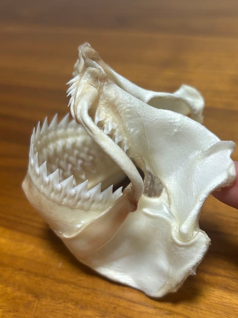 ヨロイザメ顎標本