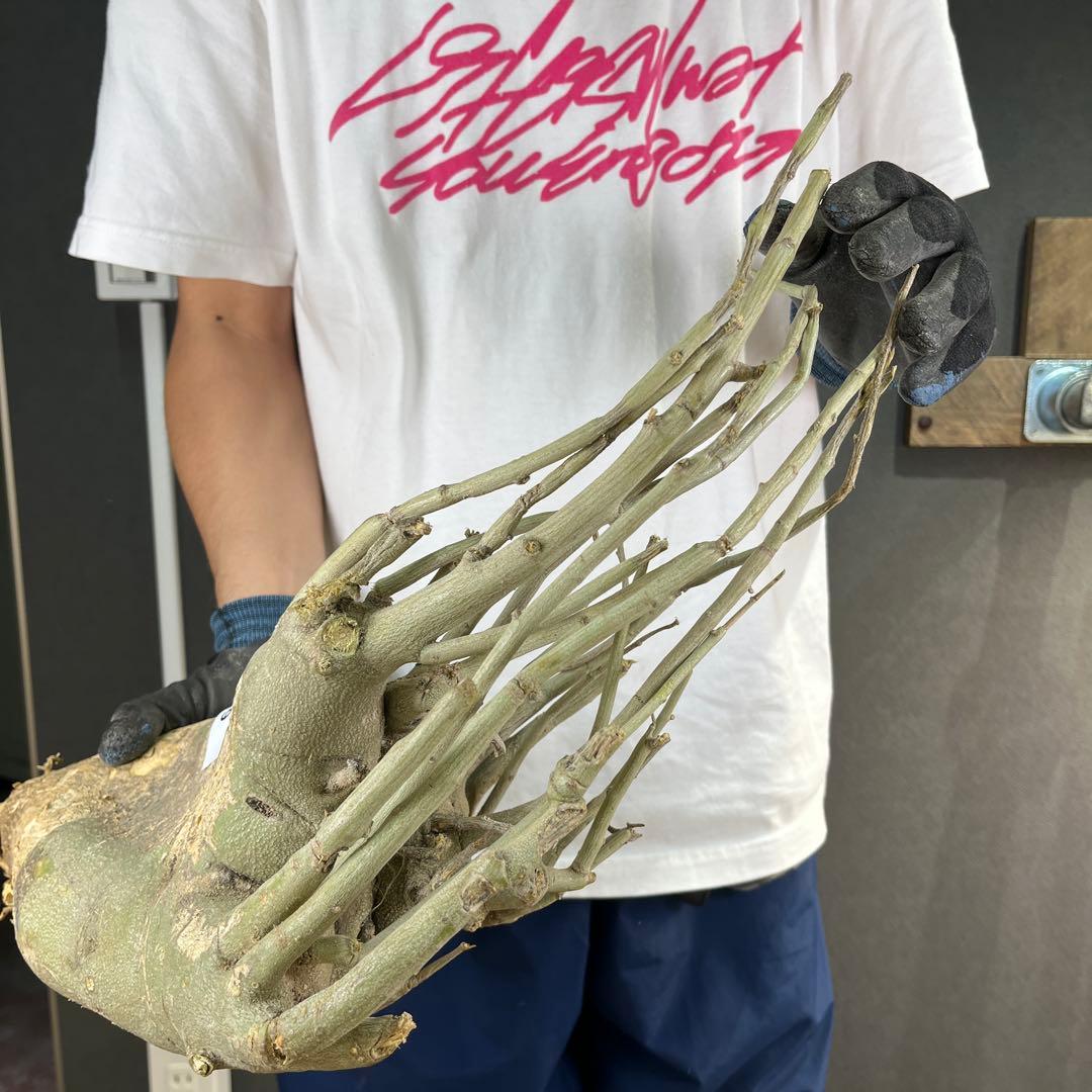 h*i様 19 激レア 超大株 アデニア ペチュエリー 現地球 鮮度抜群