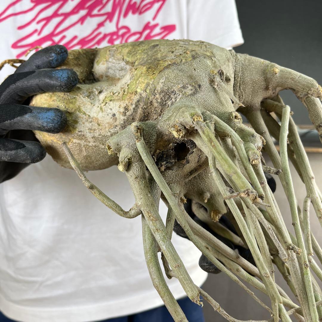 h*i様 19 激レア 超大株 アデニア ペチュエリー 現地球 鮮度抜群