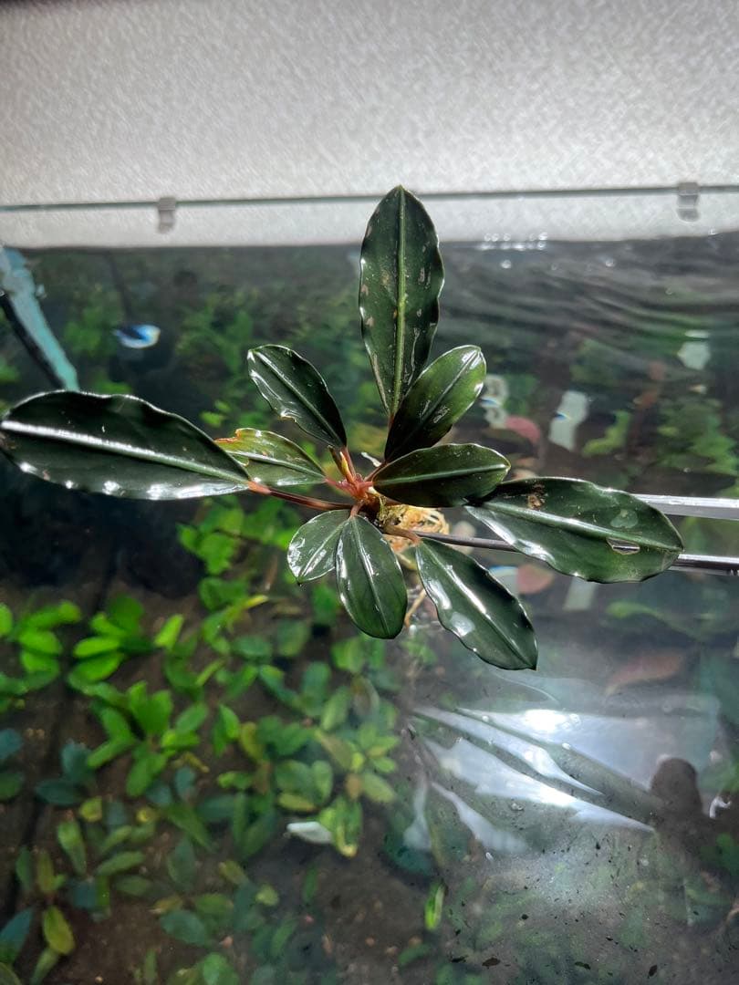 水草 Bucephalandra sp Red Ulysses