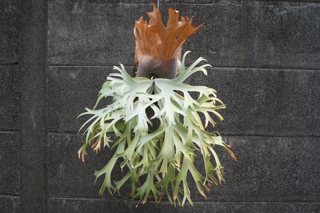 【初売り特価】P.willinckii ' 月光爪哇 ' OC