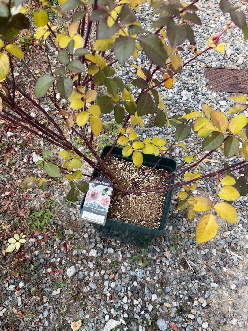 Cake　バラ苗ページ1