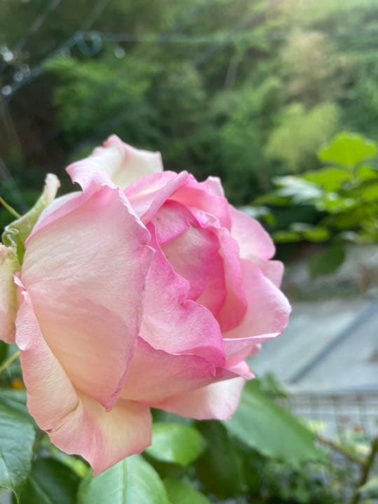 ♡M 様ご確認用です♡