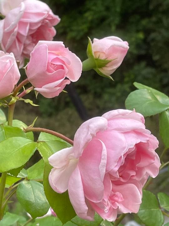 ♡M 様ご確認用です♡