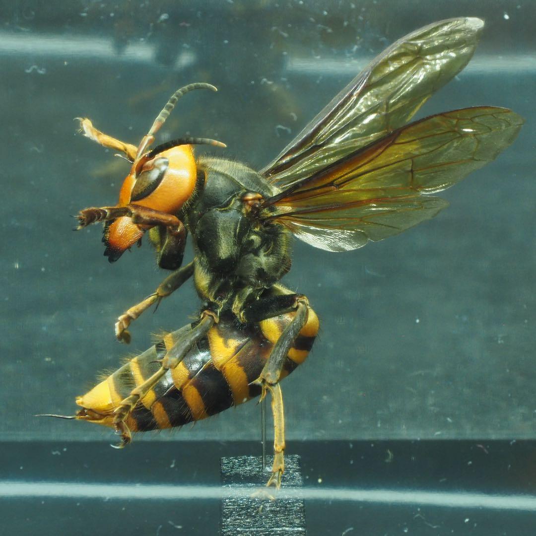 オオスズメバチ　女王蜂　立体標本2505