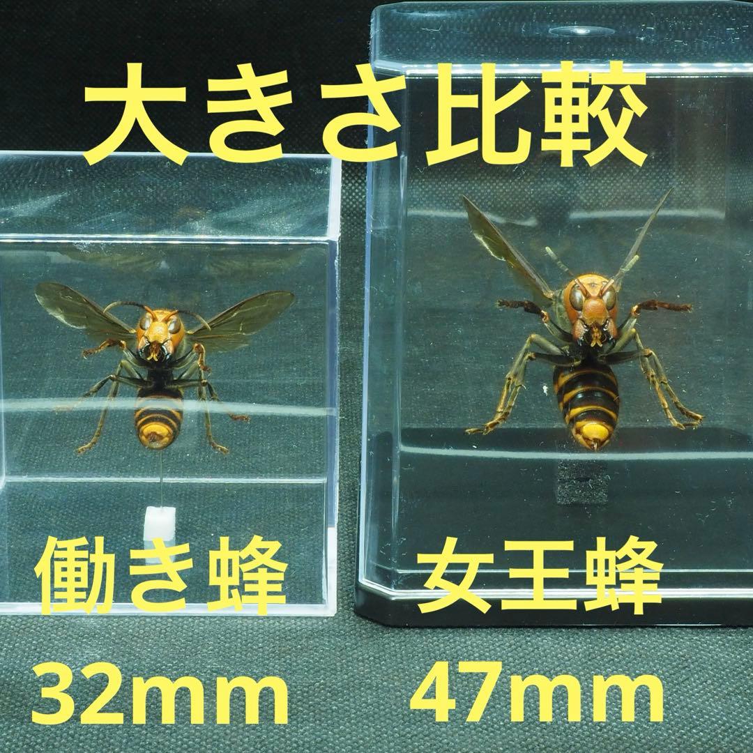オオスズメバチ　女王蜂　立体標本2505