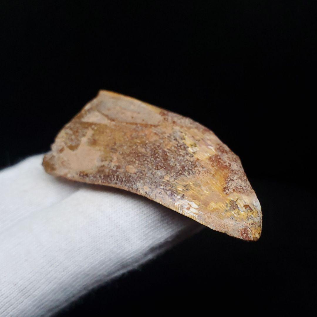 カルカロドントサウルス 歯 化石 本物 モロッコ産 50.56mm fca15